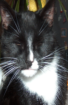 Katten